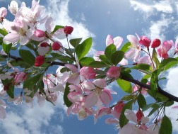 cherry-blossom-254680_640