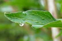 Dew falling from a leaf