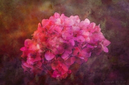 Lost Pink Hydrangea by Steven V. Ward