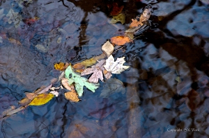 Leaves floating on water with reflections