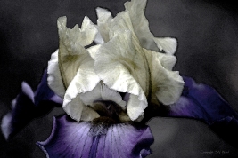 Watercolor Iris by Steven V. Ward