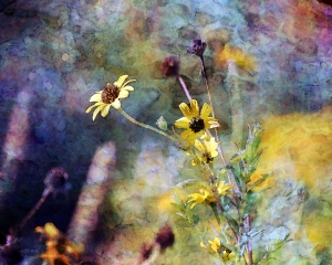 Yellow Wildflowers on an impressionis style background