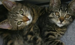 Two gray tabby cats