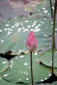 pink lotus flower on green 
