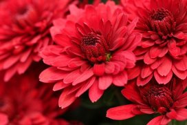Red chrysanthemums