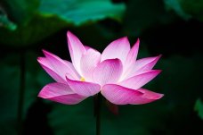 Deep pink and white lotus blossom on dark background