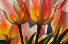 orange and yellow tulips with green stems and leaves