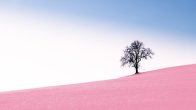 Lone tree on a pink field with a white and blue sky