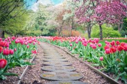 Path with pink tulips on either side