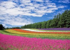 Field with pink green, orange, white and purple rows of flowers curving in front of a blue sky with white clouds