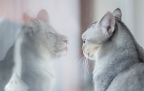 grey-white cat looking at itself in a mirror and seeing an image of a grey-white lion's face