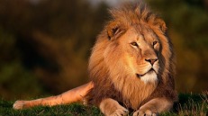 Photograph of a proud looking lion 