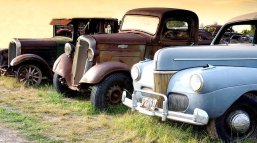 Pale blue and brown old cars lined up on grass