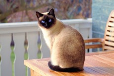 Beige and brown Siamese cat sitting up on a light-colored wooden table and looking at the viewer with intense blue eyes.