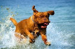  Bordeaux Mastiff dog happily running through water