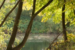 Leaning brown tree limbs in front of green sunlit leaves and a serene pond